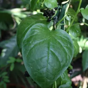 Basella alba Malabarinpinaatti Malabarspenat C IM7339