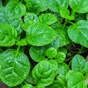 Basella alba leaves