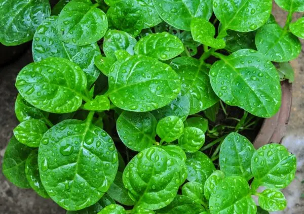 Basella alba leaves