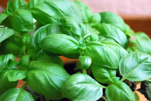 Basil Plant