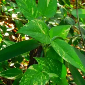 Pothos , Liane du diable