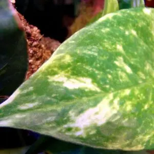 Epipremnum aureum leaf