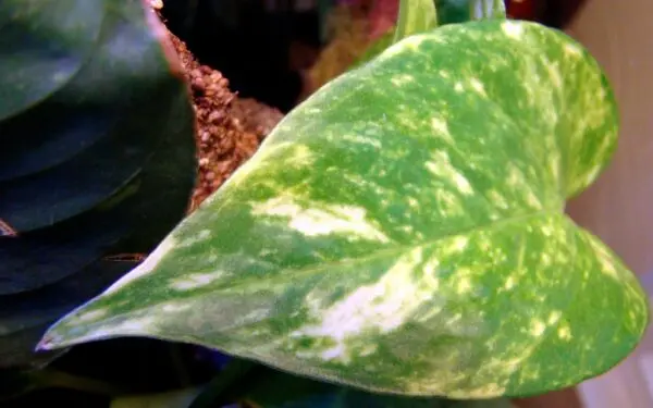 Epipremnum aureum leaf