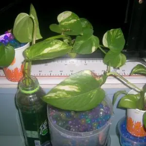 GoldenPothos FLPS 20080104 DSCN9267