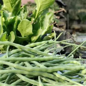 Rats Tail Radish