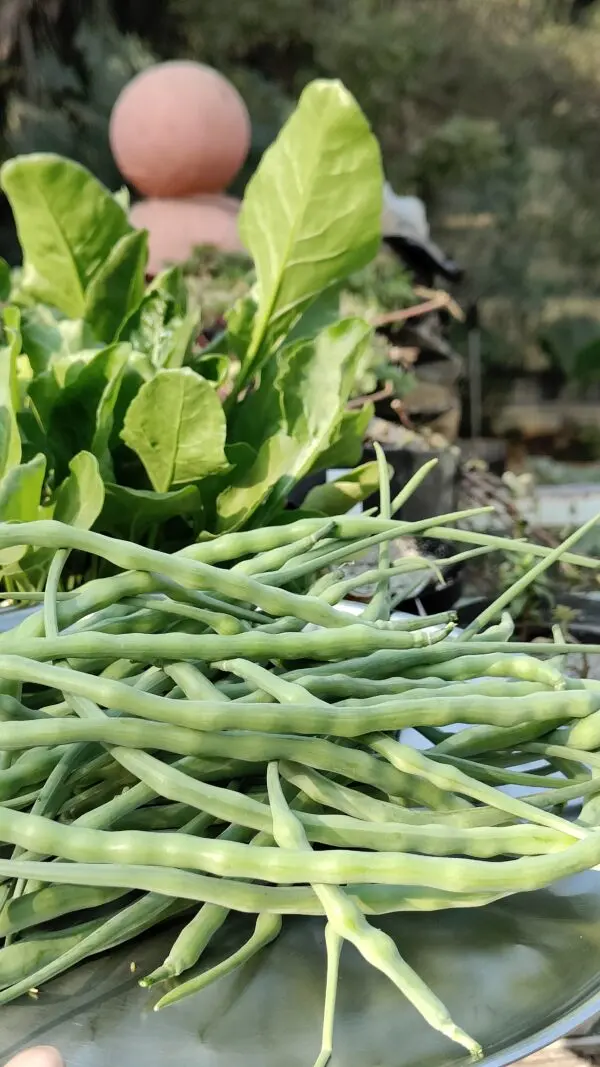 Rats Tail Radish
