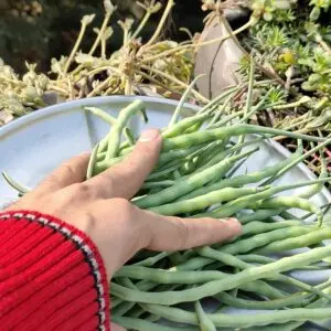 Mongra Harvest
