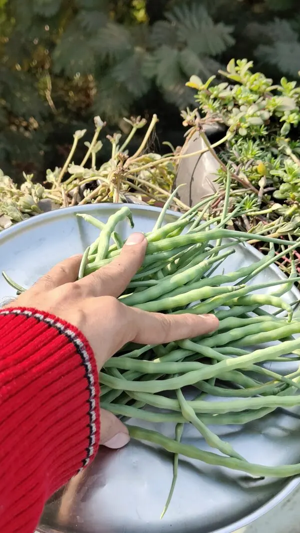 Mongra Harvest