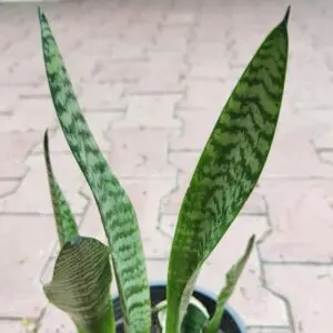 Snake Plant in a pot