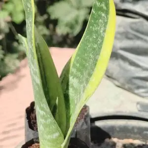 Variegated Snake Plant