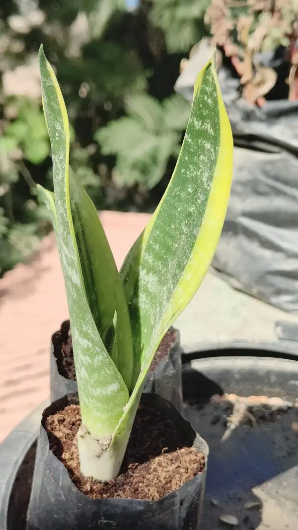 Variegated Snake Plant