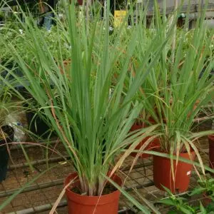 Lemon Grass Pot