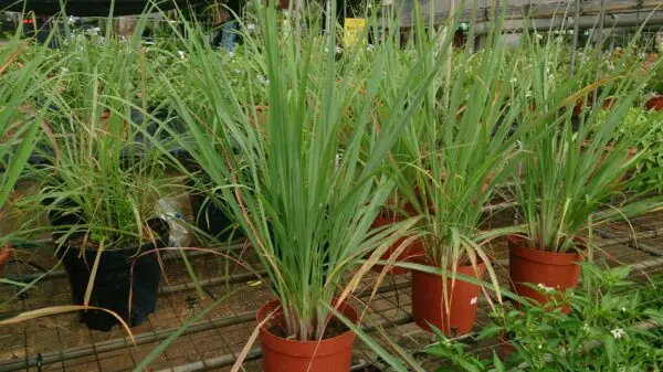 Lemon Grass Pot