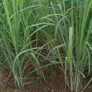 Lemongrass (Cymbopogon citratus) 1