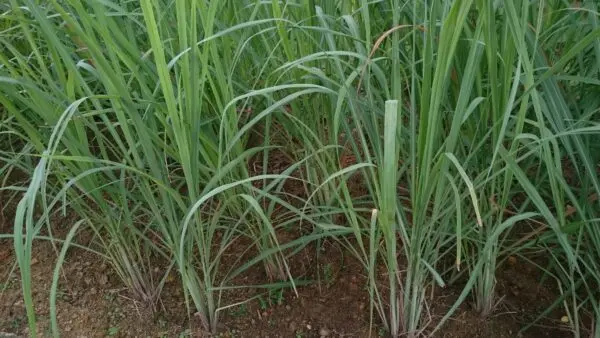 Lemongrass (Cymbopogon citratus) 1