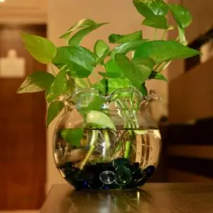 Money Plant in Glass Jar