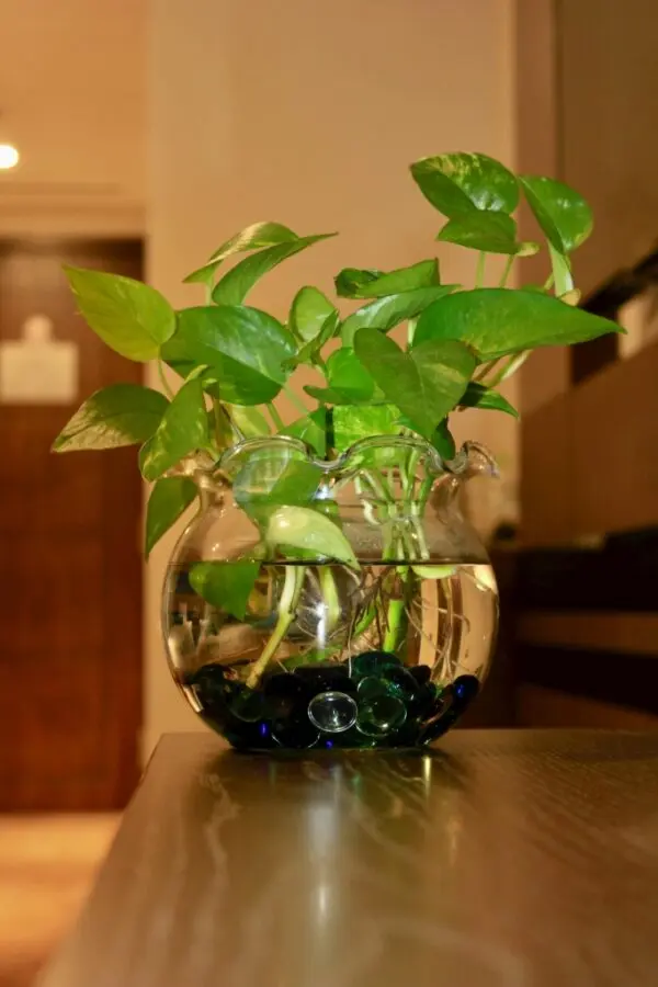 Money Plant in Glass Jar
