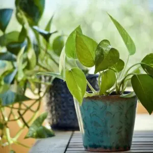Money Plant in Pot