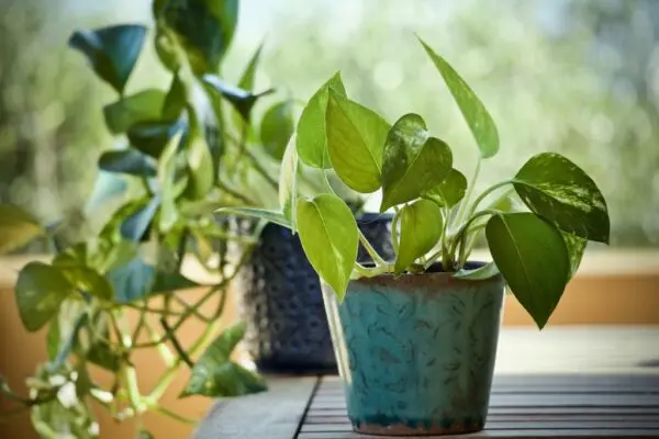 Money Plant in Pot