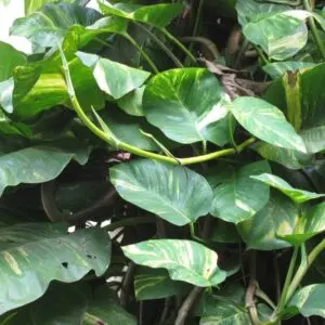 Money Plant മണി പ്ലാന്റ് 01