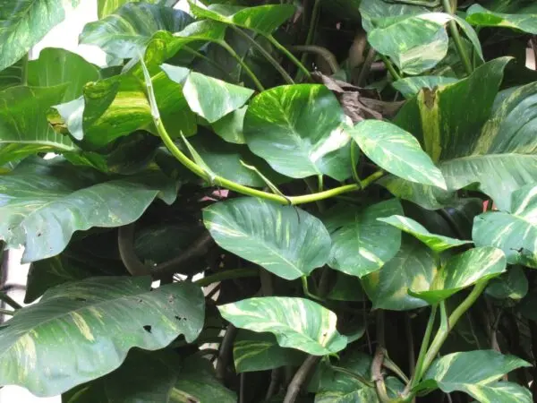 Money Plant മണി പ്ലാന്റ് 01