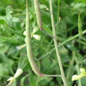 Raphanus raphanistrum fruit1 (14922049286)