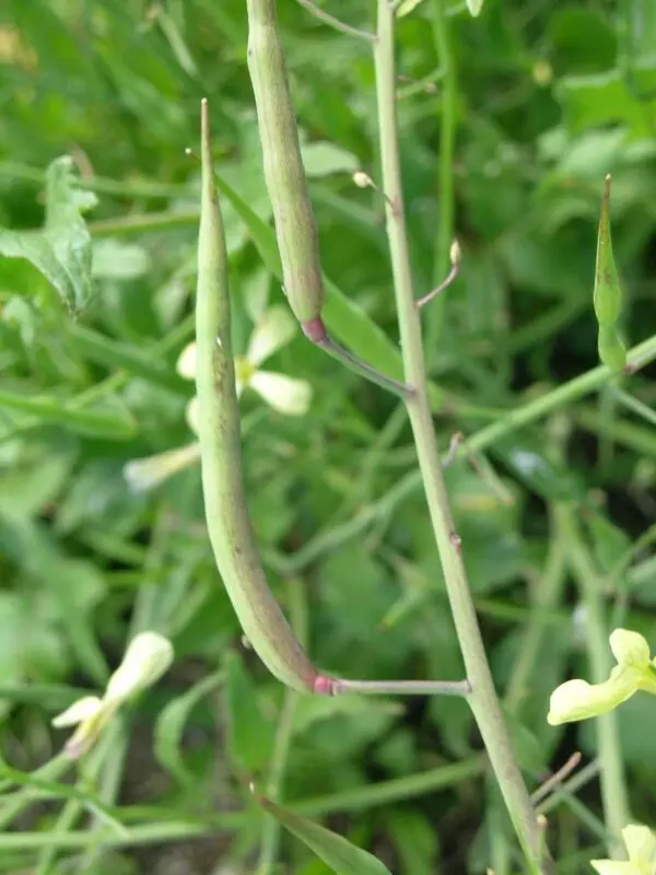 Raphanus raphanistrum fruit1 (14922049286)