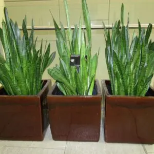 Sansevieria trifasciata (BYU, LSB)