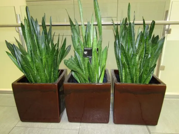 Sansevieria trifasciata (BYU, LSB)