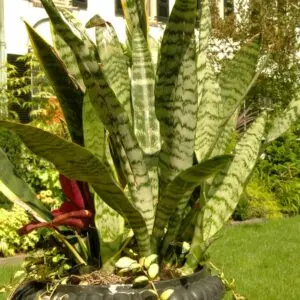 Sansevieria trifasciata Plant