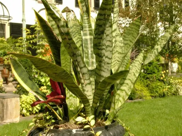 Sansevieria trifasciata Plant