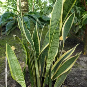 Sansevieria trifasciata var. laurentii Jardin botanique Meise (1)