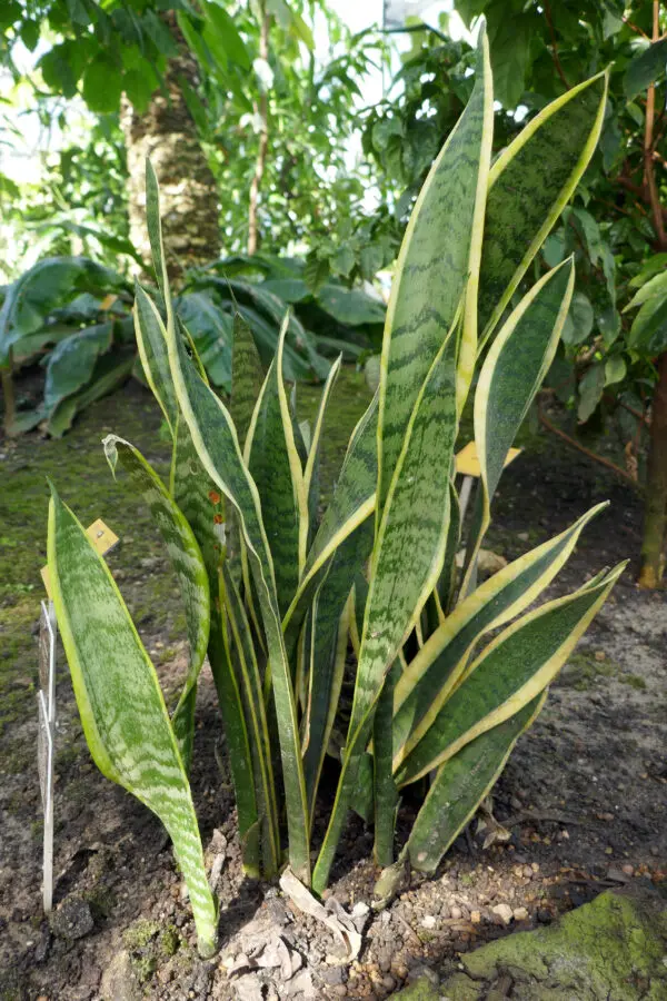 Sansevieria trifasciata var. laurentii Jardin botanique Meise (1)