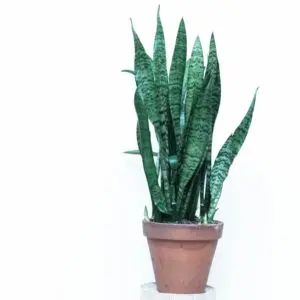 Snake Plant I