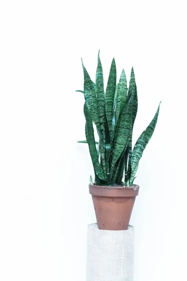 Snake Plant I