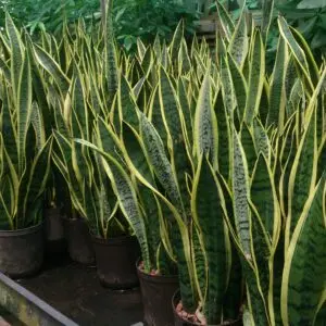Snake Plant (Sansevieria trifasciata 'Laurentii') 1