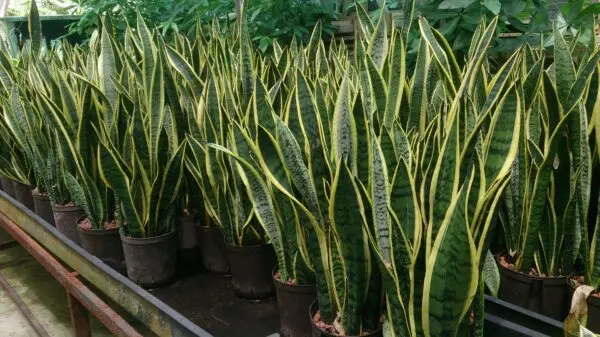 Snake Plant (Sansevieria trifasciata 'Laurentii') 1