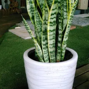 Snake Plant (Sansevieria trifasciata 'Laurentii') 2