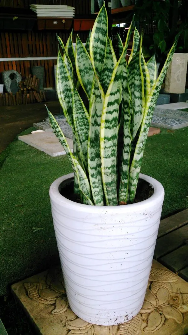 Snake Plant (Sansevieria trifasciata 'Laurentii') 2