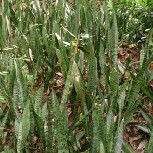 Snake Plant (Sansevieria trifasciata) with fruit 4