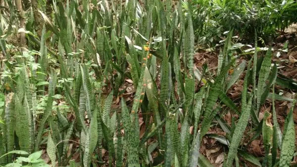 Snake Plant (Sansevieria trifasciata) with fruit 4