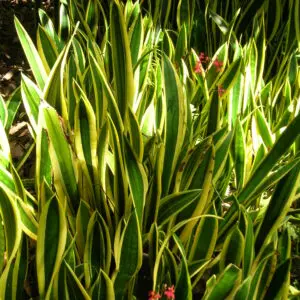 Sansevieria trifasciata