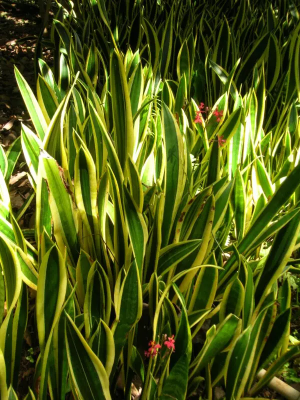 Sansevieria trifasciata