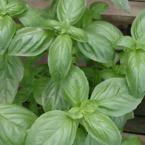 Sweet Basil (Ocimum basilicum)