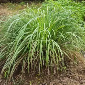 Tanglad (lemongrass, Cymbopogon citratus) Philippines
