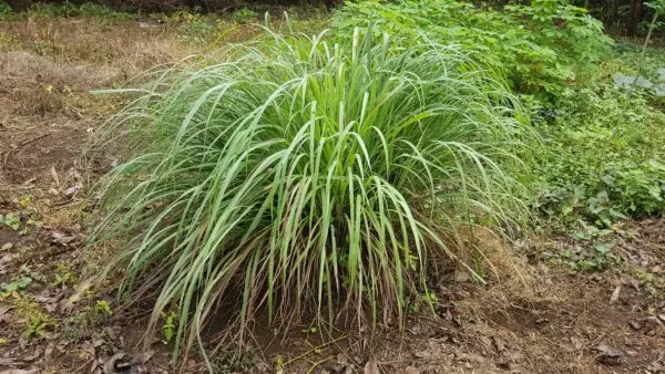 Tanglad (lemongrass, Cymbopogon citratus) Philippines