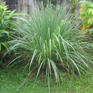 Lemon Grass Seeds