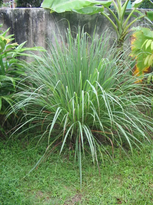 Lemon Grass Seeds