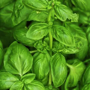 basil 2535222 1280