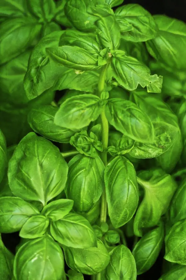 basil 2535222 1280